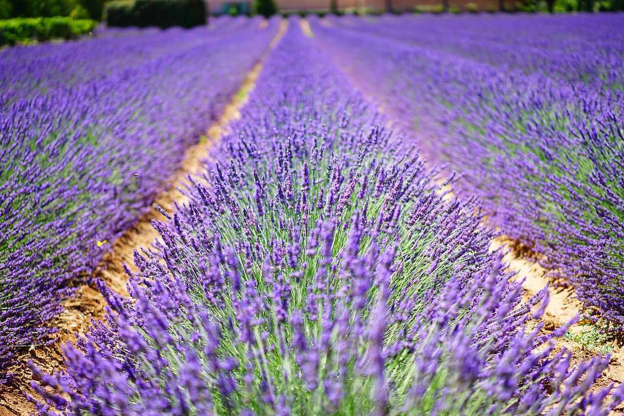 Nature, faune et flore